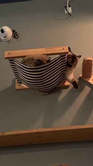 Just chilling  at Romeow Cat Bistrot in Rome