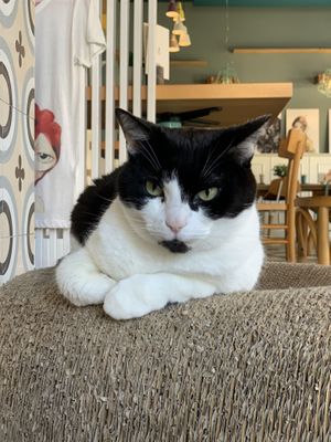   at Romeow Cat Bistrot in Rome