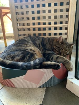   at Romeow Cat Bistrot in Rome