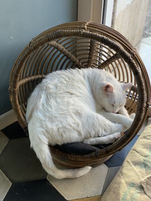   at Romeow Cat Bistrot in Rome