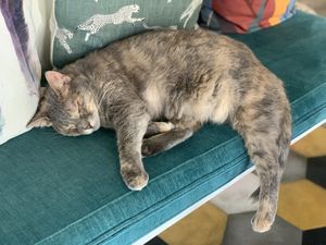   at Romeow Cat Bistrot in Rome