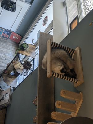  at Romeow Cat Bistrot in Rome