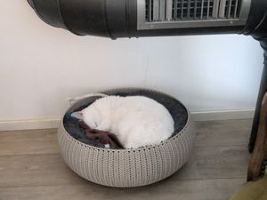  at Romeow Cat Bistrot in Rome