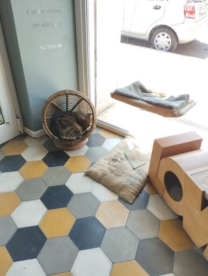  at Romeow Cat Bistrot in Rome