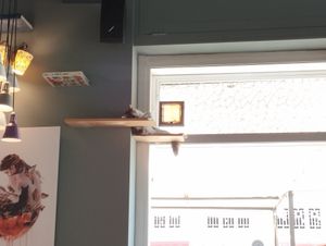 Sleeping cat at Romeow Cat Bistrot in Rome