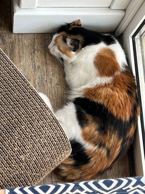  at Romeow Cat Bistrot in Rome