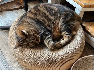  at Romeow Cat Bistrot in Rome