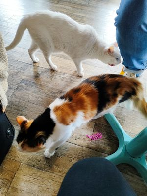  at Romeow Cat Bistrot in Rome