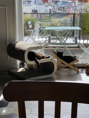   at Romeow Cat Bistrot in Rome