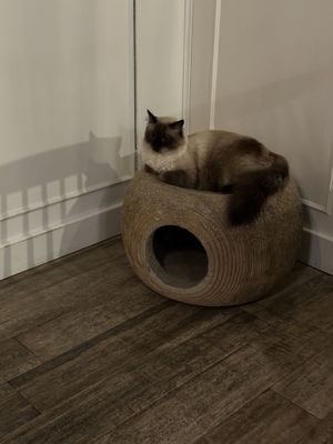 One of the lovely cats  at Romeow Cat Bistrot in Rome