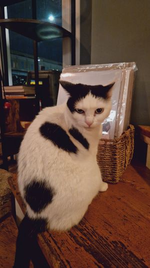  at Romeow Cat Bistrot in Rome