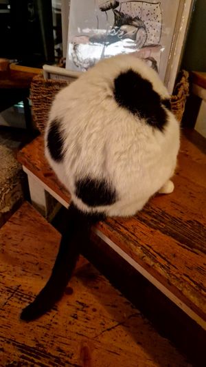  at Romeow Cat Bistrot in Rome