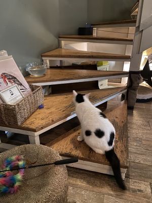   at Romeow Cat Bistrot in Rome