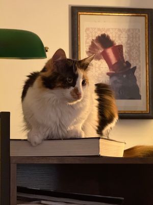  at Romeow Cat Bistrot in Rome