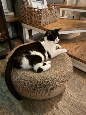  at Romeow Cat Bistrot in Rome