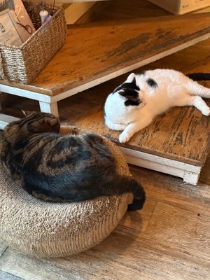  at Romeow Cat Bistrot in Rome