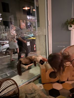   at Romeow Cat Bistrot in Rome