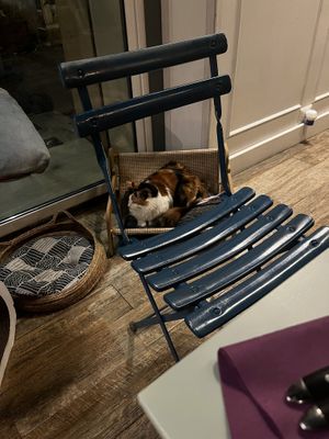   at Romeow Cat Bistrot in Rome