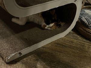   at Romeow Cat Bistrot in Rome