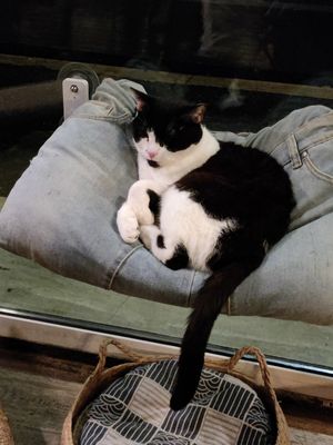  at Romeow Cat Bistrot in Rome