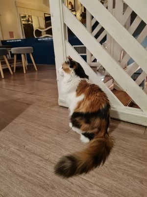 Beautiful cat at Romeow Cat Bistrot in Rome