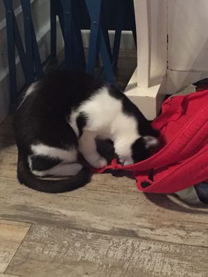 Uno dei pacifici padroni di casa  at Romeow Cat Bistrot in Rome