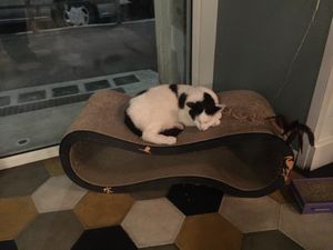 Relax at Romeow Cat Bistrot in Rome