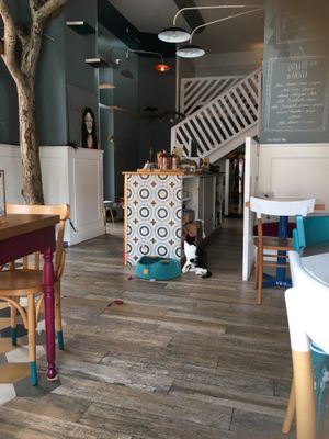 Blase cat at Romeow Cat Bistrot in Rome