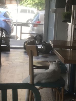   at Romeow Cat Bistrot in Rome