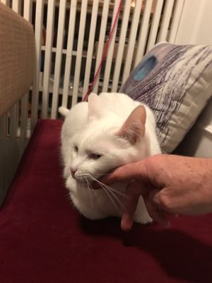 Maus at Romeow Cat Bistrot in Rome