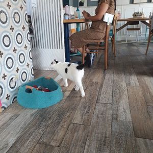 Cat at Romeow Cat Bistrot in Rome