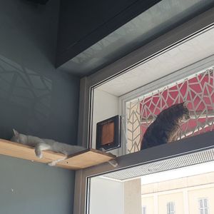 Amazing cat gynasium at Romeow Cat Bistrot in Rome