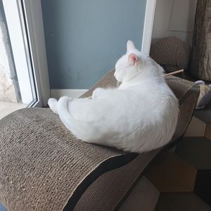 Pretty one at Romeow Cat Bistrot in Rome