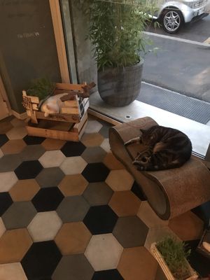 Cats😍 at Romeow Cat Bistrot in Rome
