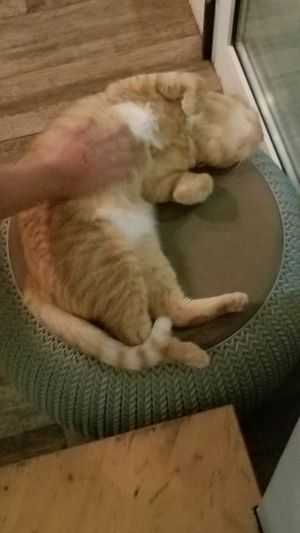 Hello cat named Rome at Romeow Cat Bistrot in Rome