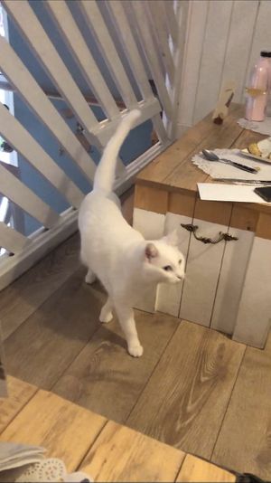 Some good company! at Romeow Cat Bistrot in Rome