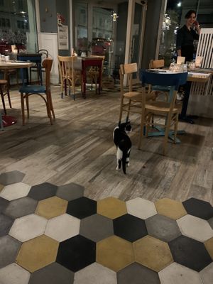 Cat at Romeow Cat Bistrot in Rome