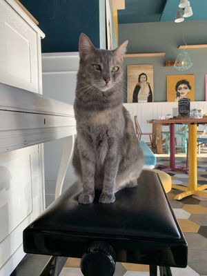 One of the cats at Romeow Cat Bistrot in Rome