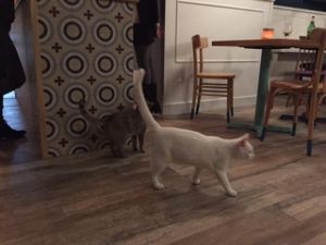 Cats at Romeow Cat Bistrot in Rome