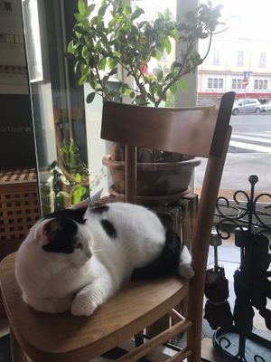 Cute lunchtime companion  at Romeow Cat Bistrot in Rome
