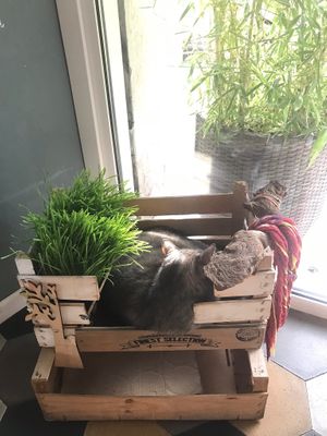 Such a cute set up  at Romeow Cat Bistrot in Rome