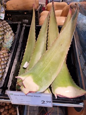 Agave at denn's Biomarkt - Wehrhahn in Dusseldorf