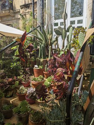 Plants outside at Kafe Botanika in San Sebastian