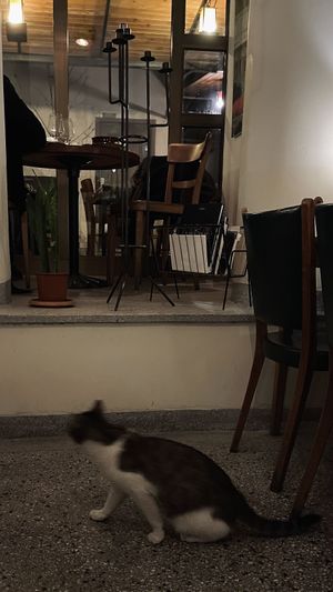 Kitty! at Babaghanoush in Pristina