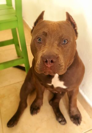 Que tal la belleza que te consiente cuando llegas??... divina Lolita at Chana Plant Based in Medellin