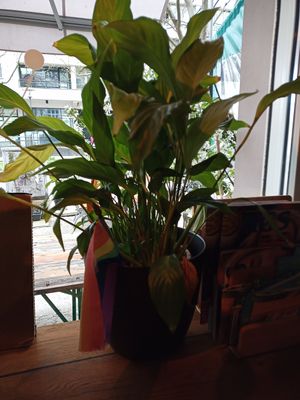 Pride flag and peace lily at Geh Veg in Berlin
