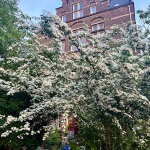 Grote Pyr in springtime   at Hagedis in The Hague