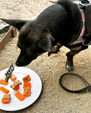Birthday surprise for Ella! She’s 11 now  at Muir's Tea Room in Sebastopol