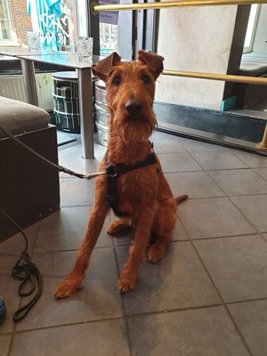 Dog friendly at Brewers Beer Bar - 3eLång in Gothenburg