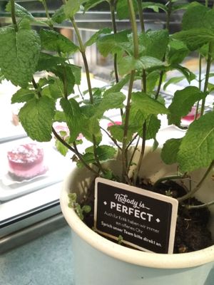 Nobody is perfect - give us feedback :) at Swing Kitchen - Schottenfeldgasse in Vienna